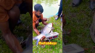 Catching Fish in Caddo Lake Louisiana USA with Rod Fishing