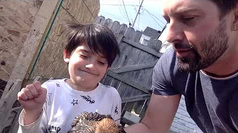 Mr. Manley's Backyard Chickens Pt. 2