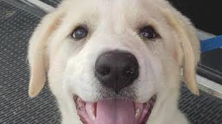 OKC Dogs' Second Chance in Enid