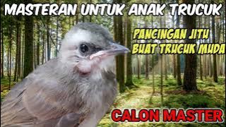 Masteran Buat Anak Trucuk !! Pancing Suara Jitu Biar Gacor Dan Ropel