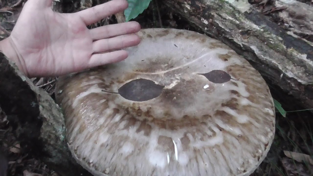 【きのこ狩り】オオモミタケでかすぎww