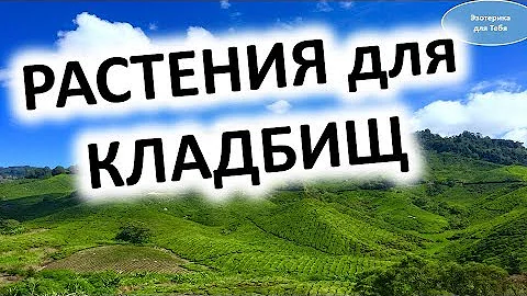 Какие растения выбрать для кладбища . Что и как делать