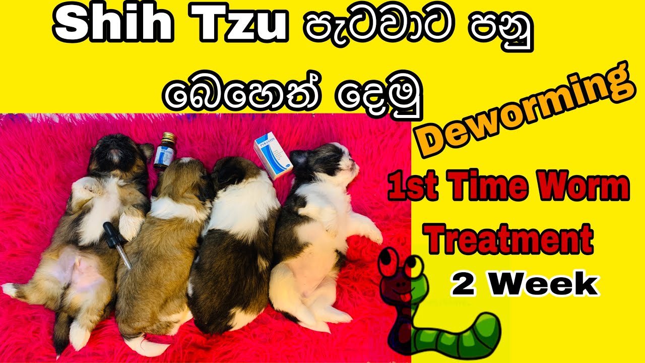 how-to-deworming-shih-tzu-puppies-worm-treatment-two-week-old