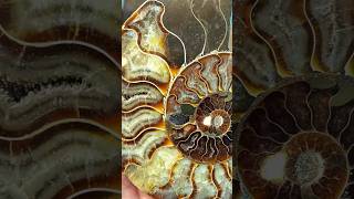 🤩 Beautiful Ammonite! 💎✨ #Shorts #Ammonite #Geode #Colorful #Fossil #gemstone #crystals