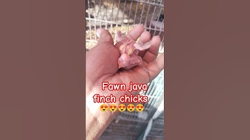 fawn java finch sparrow #jungleonterrace #viral #shorts #trending #fawnjava #javafinchmalefemale