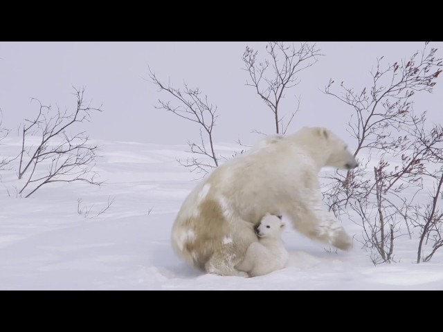 Los osos polares pueden utilizar piedras o bloques de hielo para matar  morsas, revela estudio - National Geographic en Español