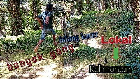tercepat dan terganas,!! mikat burung kacer sampai bikin jantungan!!