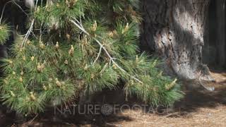 Wind Blows Pollen From Pine Tree In Slow Motion