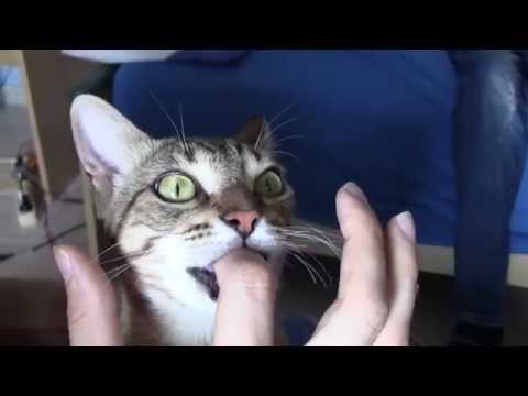 Funny Cat sucking a finger (Gatto succhia il dito)