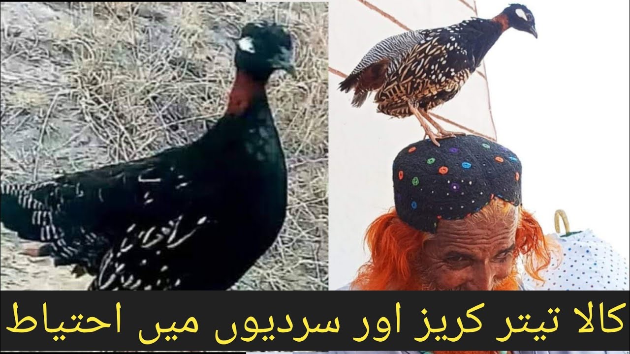 Kala teetar || ki kureez || or sardion me mehfooz || rakhne ki rehnumae کالا تیتر کریز اور احتیاط