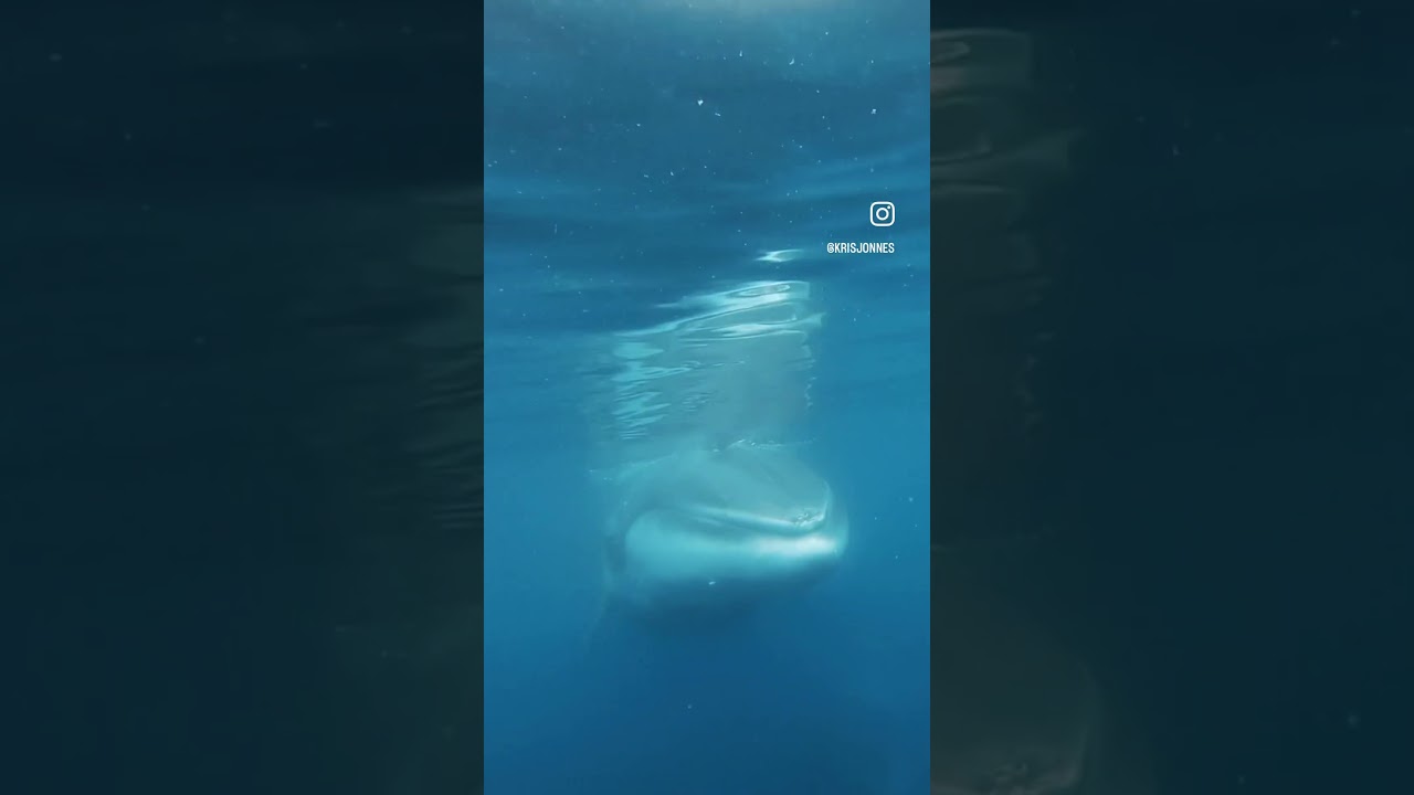 MINKE WHALE FROM BENEATH IN ANTARCTICA. EPIC BEHIND THE SCENES GOPRO FOOTAGE 