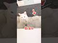 『ニャ〜』ゆーてくれ。 #自分でおもちゃを準備し待つ猫 #猫 #白猫 #ねこのいる生活 #cat
