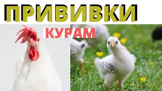 Какие Прививки мы делаем нашим курам несушкам.  Вакцинация кур