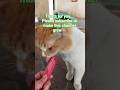 120 FEEDING STRAY CATS (Treats for Orange)