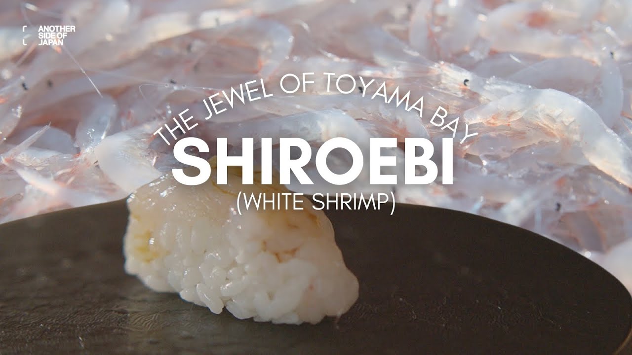 浜の白熊 TOYAMA | White Shrimps: The Jewel of Toyama Bay - YouTube