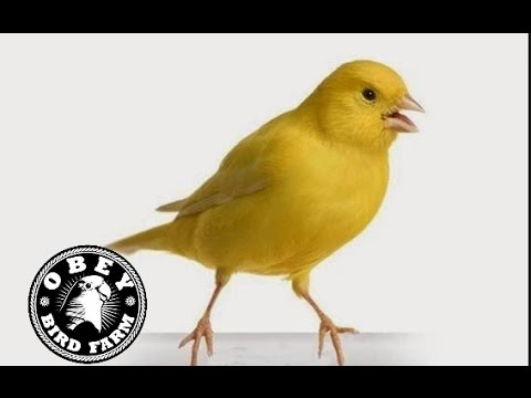 Suara Burung Kenari Gacor Kicau Panjang Download Koleksi Juara 