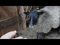 Романовские овцы -Зимний рацион кормления(весна 2021)