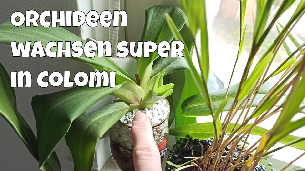 Orchideen im Granulat: Woran du gesunde Wurzeln wirklich erkennst