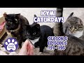 ICYMI Caturday! * Lucky Ferals S6 Episodes 191 - 195 * Cat Videos Compilation - Feral Kittens