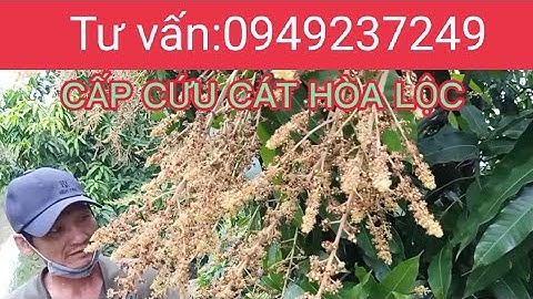 GOLDFIELD CÁT HÒA LỘC, BÀI THUỐC CẤP CỨU NHỤY MƯA DẦM