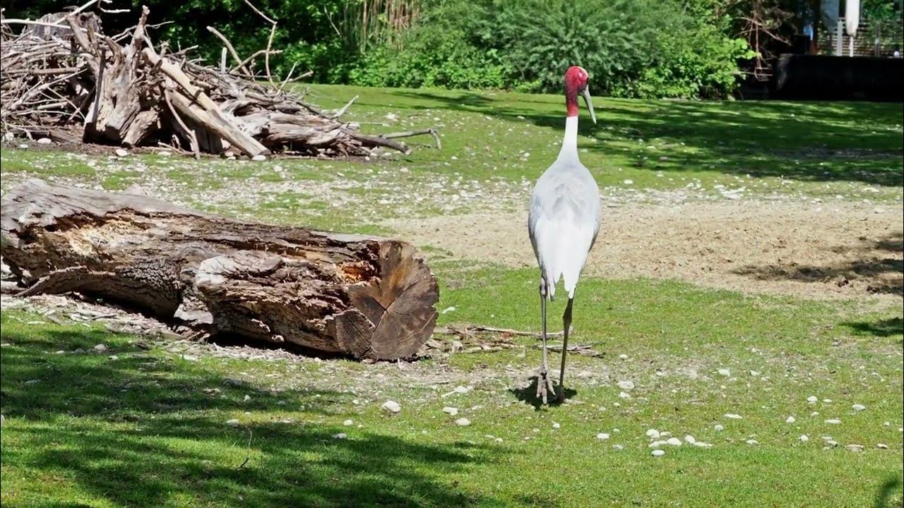 Sarus Cranes make loudest sound in wetlands YouTube