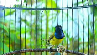 100 Sogon Trotol Ngeriwik Saja Nyaut Dengar Pancingan Sogon Gacor Nembak Ini