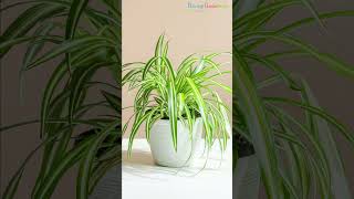 Best Indoor Plants for Dining Room #shorts #indoorplants