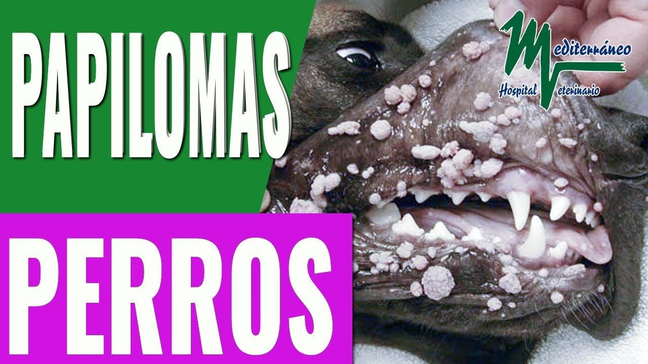 VERRUGAS EN PERROS/Papilomatosis vírica/Papilomas perros - YouTube