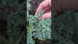 Scouting for Aphids with Green City Growers