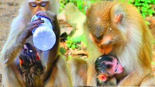 The cute baby new born monkey trying to suck milk from his mum monkey, LIPA while she finding food.