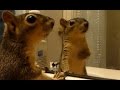 Animals react to their reflections - Funny animals vs mirrors compilation