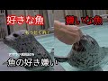【アザラシ赤ちゃん】魚の好き嫌い　アザラシ赤ちゃん成長記録26　生後46日目　Spotted Seal Growth Record (Day 46)