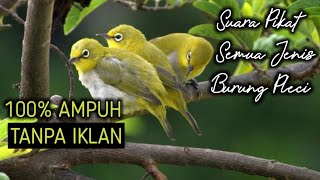 Suara pikat semua jenis burung pleci