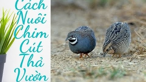 Cách Nuôi chim Cút thả vườn cho chất lượng cao nhất.