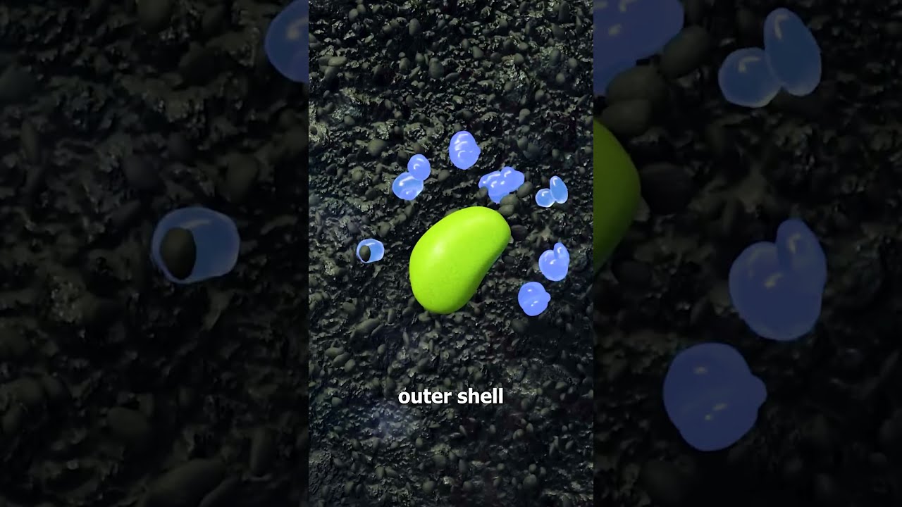 How A Seed Grows Into Plant 