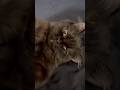 Lazy afternoon 😽 #cat #cats #cute #shortvideo #funny #pets #shorts #fyp
