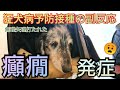 同意していないのに、無理矢理に打たれた狂犬病予防接種で癲癇を発症‥【Dachshund】