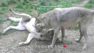 円山オオカミずの日常