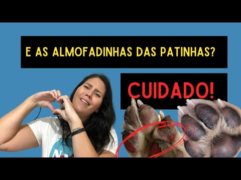 Vídeo: As almofadas da pata do seu cachorro são peludas? Pode ser hiperqueratose. Veja o que fazer.