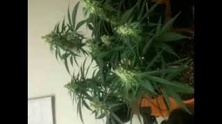 VortexDay33Flower150WattHPS (4/20 check in)