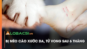 Bị mèo cào xước da, tử vong sau 6 tháng | Video Alobacsi