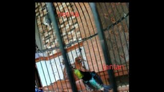 KONIN NGOBRA merayu Betina , GACORRR !!!