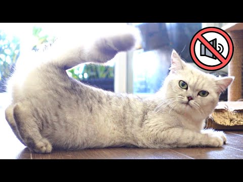 Video Cách Dạy Mèo Cái GIỮ YÊN LẶNG Khi Động Dục ???????? - youtube