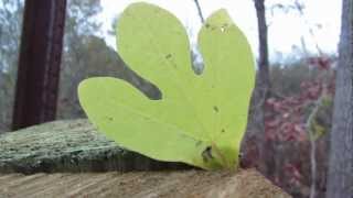 Sassafras tree on Cape Cod was the rage in the 1600s
