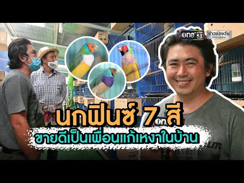 นกฟินซ์ 7 สี ขายดีเป็นเพื่อนแก้เหงาในบ้าน | ข่าวช่องวันเสาร์อาทิตย์ | ข่าวช่องวัน