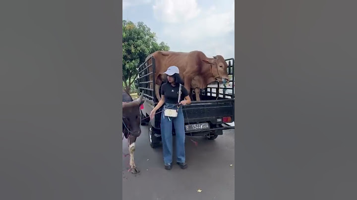 Alhamdulillah lebaran kali ini Fuji bisa berqurban lagi | Fuji sibuk jagain sapi qurban