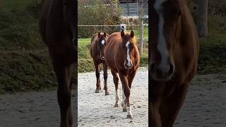 Hallo schöne Pferde #horses #horselover