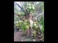 Indian Big Banana Fruit рџЌЊрџЌЊрџЌЊрџЌЊрџЌЊрџЌЊрџЌЊ Indian Big Banana Fruit рџЌЊрџЌЊрџЌЊрџЌЊрџЌЊрџЌЊрџЌЊ