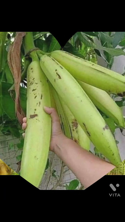 Indian big banana fruit,🍌🍌🍌🍌🍌🍌🍌
