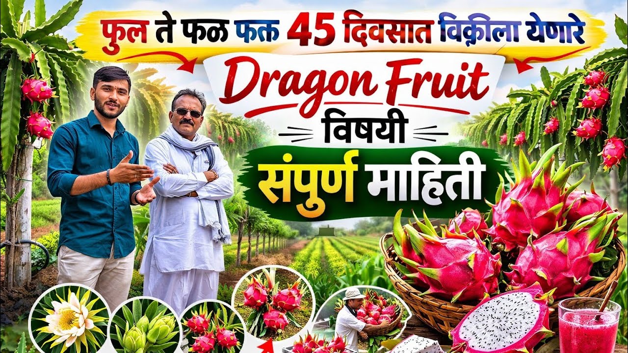 ड्रॅगन फ्रुट पिकाची संपूर्ण माहिती ।“Complete information about Dragon Fruit cultivation